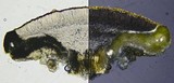 Lecanora chlarotera image