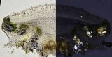 Lecanora chlarotera image