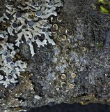Lecanora chlarotera image