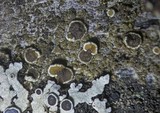 Lecanora chlarotera image