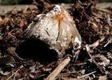 Coprinellus flocculosus image