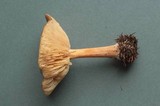 Melanoleuca cognata image