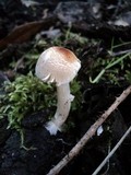 Lepiota castaneidisca image