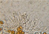 Psilocybe septentrionalis image