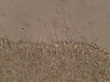 Melanoleuca cognata image