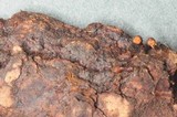 Basidiodendron eyrei image