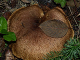 Suillus lakei image