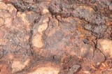 Basidiodendron eyrei image