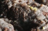 Basidiodendron eyrei image