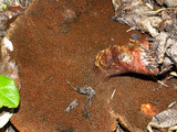 Suillus lakei image