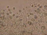 Basidiodendron eyrei image