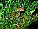 Psilocybe baeocystis image