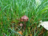 Psilocybe baeocystis image