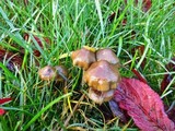 Psilocybe baeocystis image