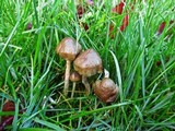 Psilocybe baeocystis image