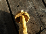 Suillus tomentosus image