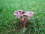 Psilocybe stuntzii image