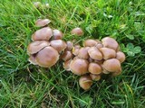 Psilocybe stuntzii image