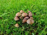 Psilocybe stuntzii image
