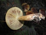 Tricholoma fulvum image