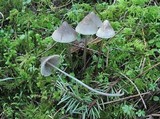 Mycena parabolica image
