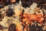 Phanerochaete sanguinea image