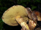 Suillus lakei image