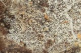 Trechispora microspora image