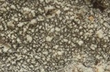 Trechispora microspora image