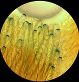 Peziza arvernensis image