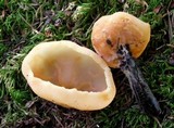 Peziza arvernensis image