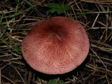 Tricholomopsis rutilans image