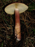 Tricholomopsis rutilans image