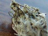Peltigera didactyla image