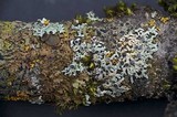 Physcia stellaris image