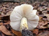 Tricholoma floridanum image