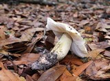 Tricholoma floridanum image