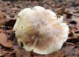 Tricholoma floridanum image