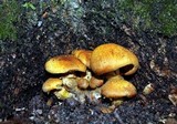 Phaeolepiota aurea image
