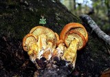 Phaeolepiota aurea image
