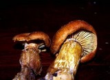 Phaeolepiota aurea image