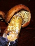 Phaeolepiota aurea image