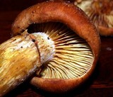 Phaeolepiota aurea image