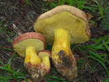 Boletus regius image