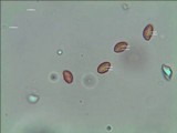 Phaeolepiota aurea image