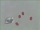 Phaeolepiota aurea image
