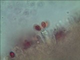Phaeolepiota aurea image
