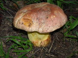 Boletus regius image