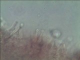 Phaeolepiota aurea image