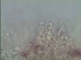 Phaeolepiota aurea image